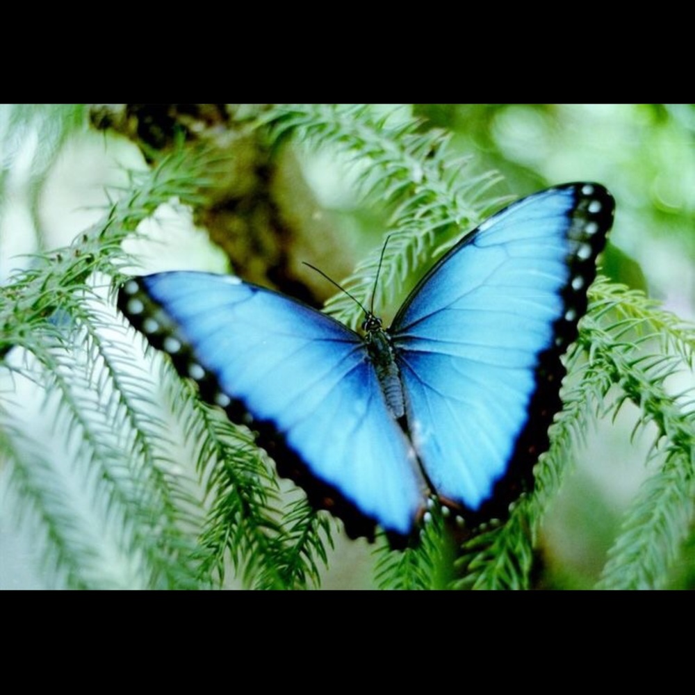 Meet your Posher, Betsy